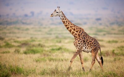 Afrikanischen Savanne Giraffe