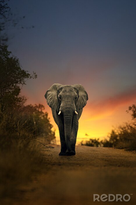 Fototapete Afrikanischer Elefant
