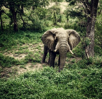 Fototapete Afrikanischer Elefant am Weg