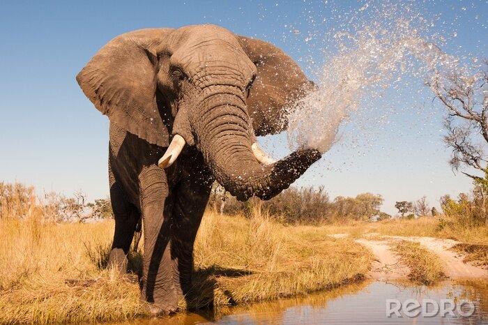Fototapete Afrikanischer Elefant an der Wassertränke