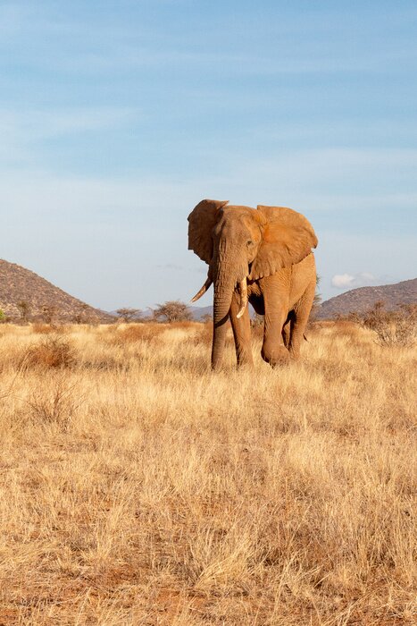 Fototapete Afrikanischer Elefant auf Safari