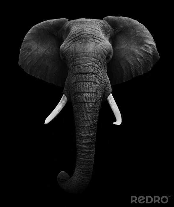 Fototapete Afrikanischer Elefant auf schwarzem Hintergrund