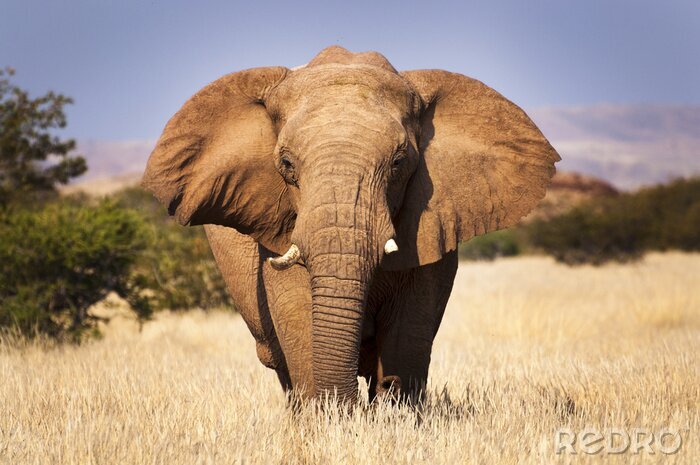 Fototapete Afrikanischer Elefant in der Savanne