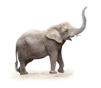 Fototapete Afrikanischer Elefant mit erhobenem Rüssel