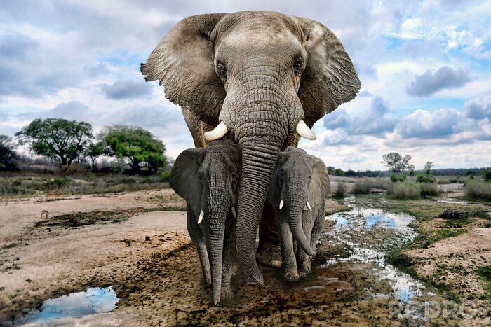 Fototapete Afrikanischer Elefant mit Kindern