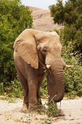 Afrikanischer Elefant Tier