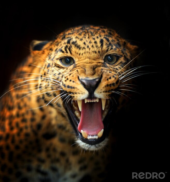 Fototapete Afrikanischer Leopard