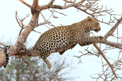 Fototapete Afrikanischer Leopard auf Baum