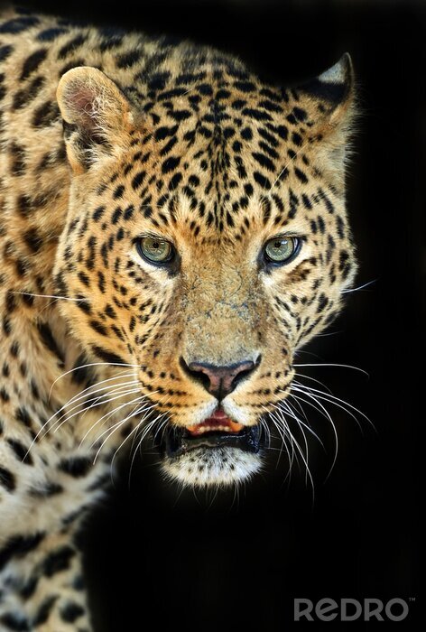 Fototapete Afrikanischer Leopard auf schwarzem Hintergrund