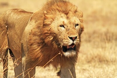 Fototapete Afrikanischer Löwe auf Safari