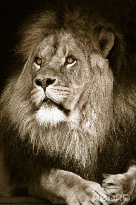 Fototapete Afrikanischer Löwe in Sepia