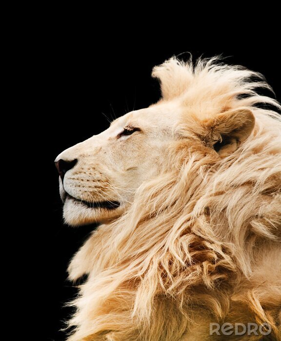 Fototapete Afrikanischer Löwe stolz