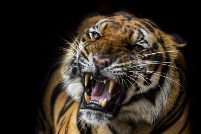 Fototapete Afrikanischer tiger auf schwarzem hintergrund
