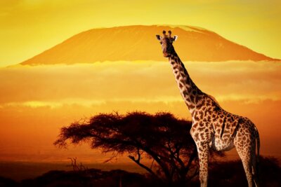 Afrikanisches Tier vor dem Hintergrund der Savanne