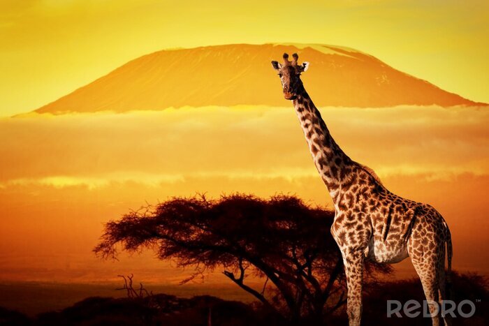 Fototapete Afrikanisches Tier vor dem Hintergrund der Savanne