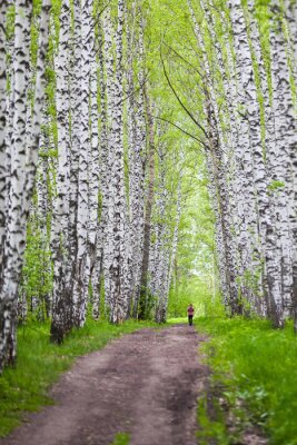Fototapete Allee mit Birken