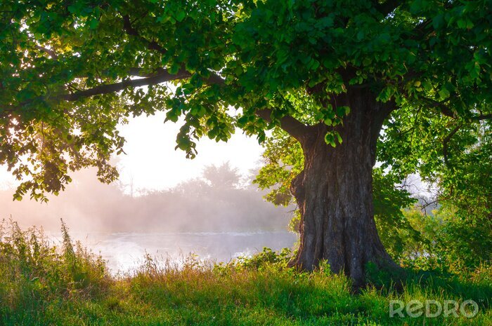 Fototapete Allein Eiche in voller Blatt im Sommer stehen