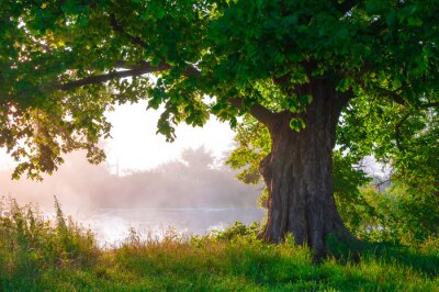 Fototapete Allein Eiche in voller Blatt im Sommer stehen