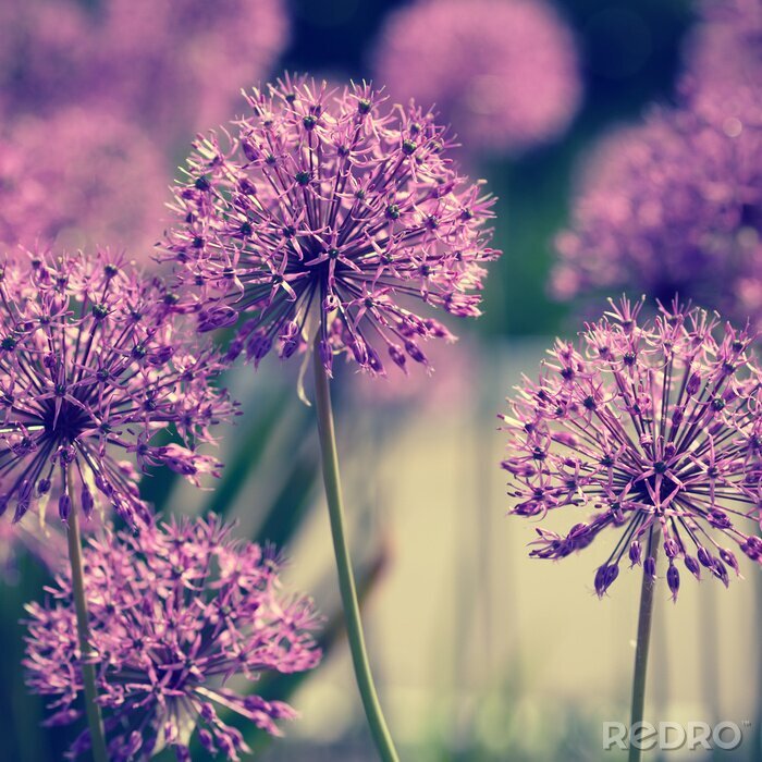 Fototapete Allium Blumen Retro-Look