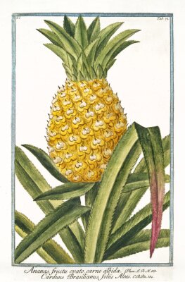 Alte botanische Illustration von Ananas fructu ovato (Ananas vomosus). Von G. Bonelli über Hortus Romanus, publ. N. Martelli, Rom, 1772 - 93