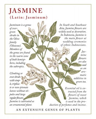 Alte Jasminpflanze