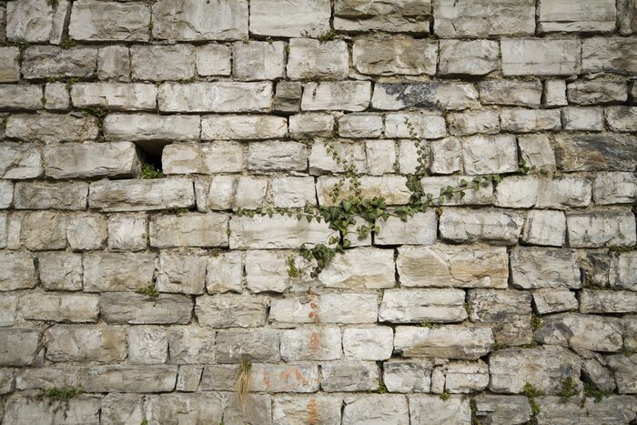 Fototapete Alte Mauer mit Pflanzen