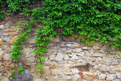 Fototapete Alte mit Efeu bewachsene Mauer