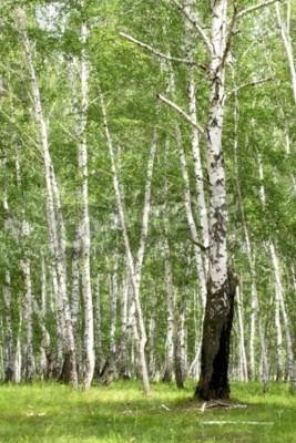 Fototapete Alte und junge Birken