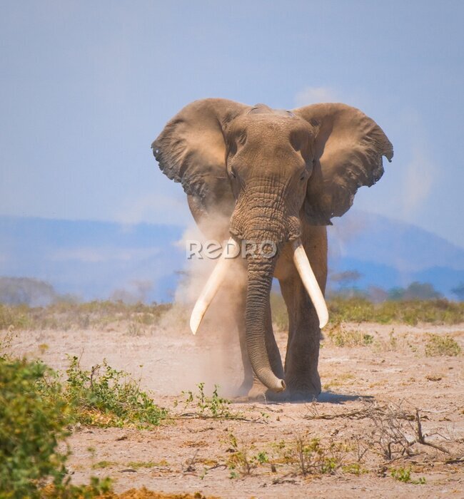 Fototapete alten Elefanten, Amboseli National Park, Kenia
