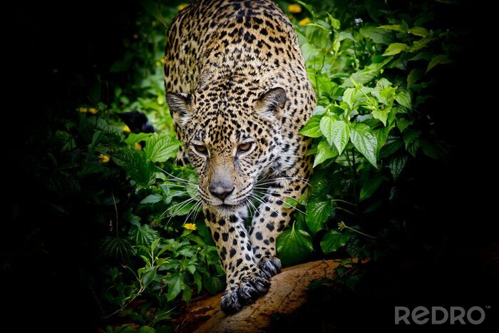 Fototapete Am Baum spazierendes Tier