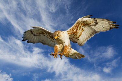 Fototapete Am Himmel fliegendes Tier
