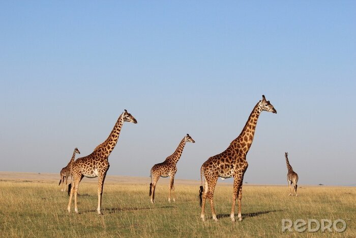 Fototapete Am Himmel stehende Giraffen