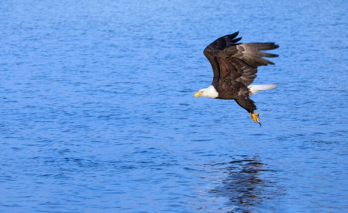 Fototapete am Meer fliegender Vogel