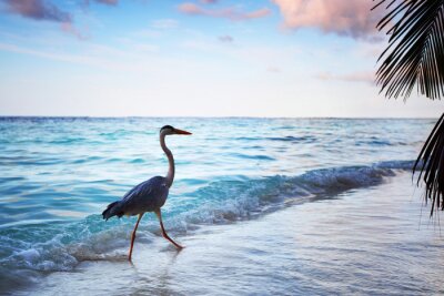 Fototapete Am Strand wandernder Vogel