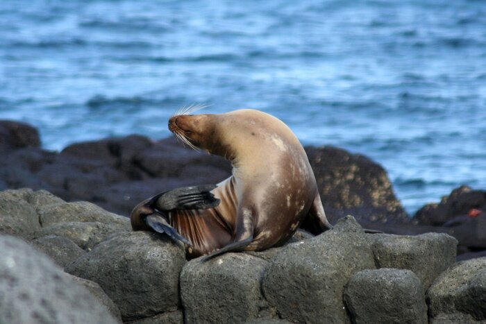 Fototapete Am Wasser sitzende Robben
