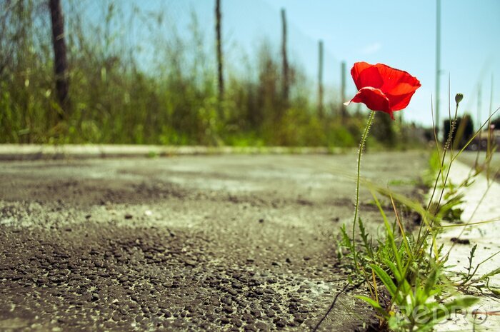 Fototapete Am Wege wachsende Blumen und Gräser