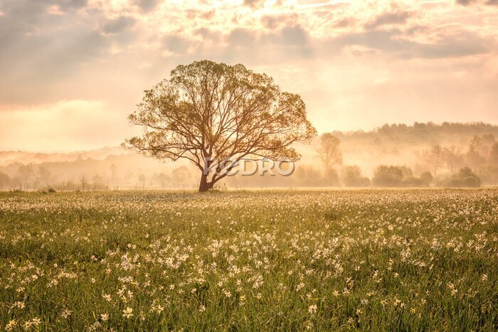 Fototapete Amazing nature landscape with single tree and flowering meadow of white wild growing narcissus flowers in morning dew at sunrise. Daffodil valley, nature reserve near Khust, Transcarpathia, Ukraine