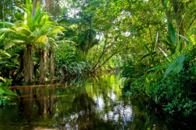 Fototapete Amazon-Dschungel