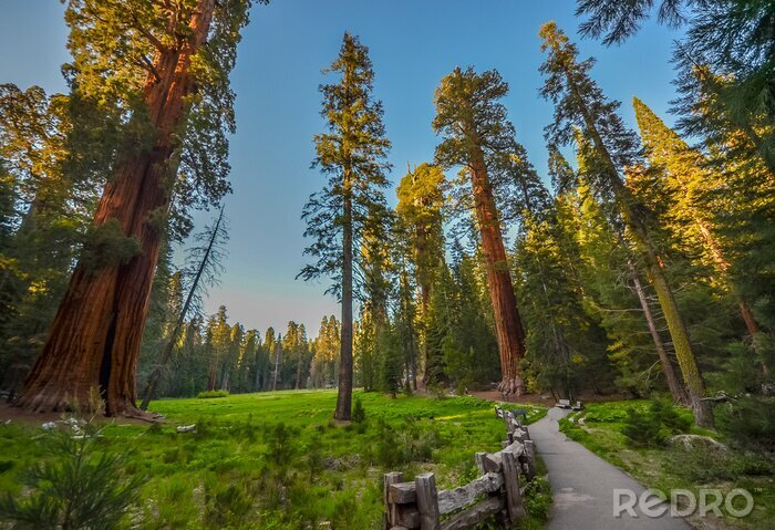 Fototapete Amerika Mammutbaumwald