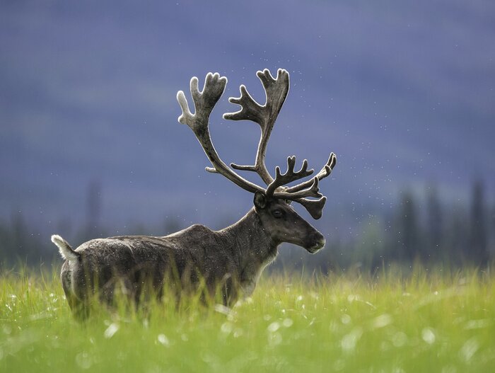 Fototapete Amerikanisches Rentier auf einer grünen Wiese