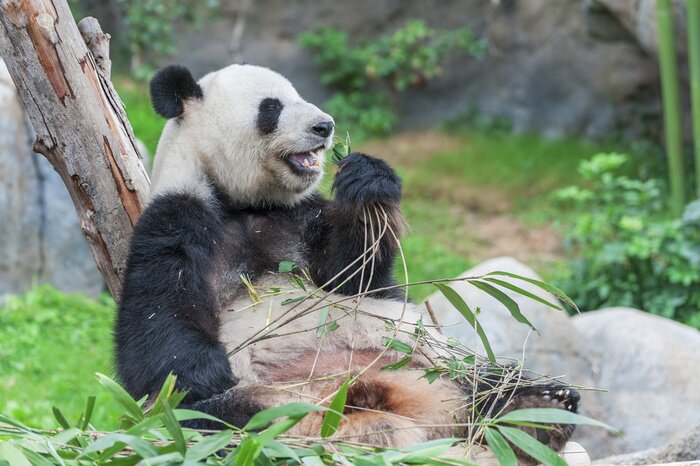 Fototapete An baum gestützter panda
