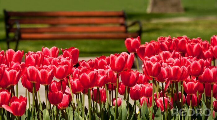Fototapete An der Bank wachsende Blumen