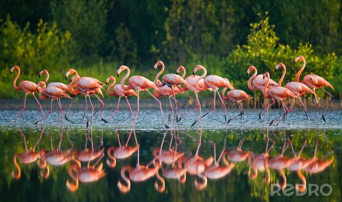 Fototapete An der wasseroberfläche reflektierende flamingos