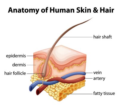 Fototapete Anatomie der menschlichen Haut