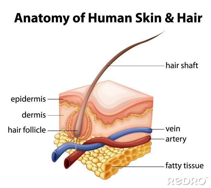 Fototapete Anatomie der menschlichen Haut