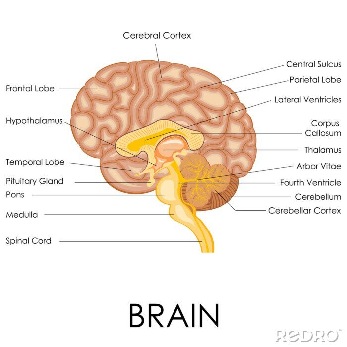 Fototapete Anatomie des menschlichen Gehirns