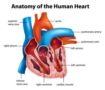 Fototapete Anatomie des menschlichen Herzens