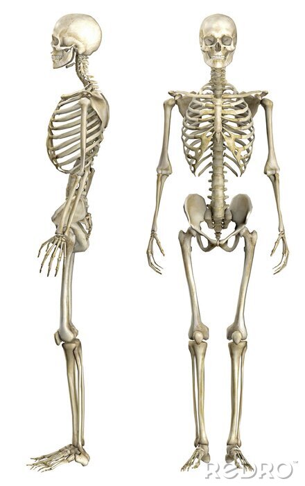 Fototapete Anatomie des menschlichen Skeletts