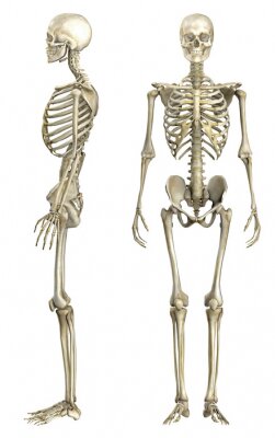 Fototapete Anatomie des menschlichen Skeletts