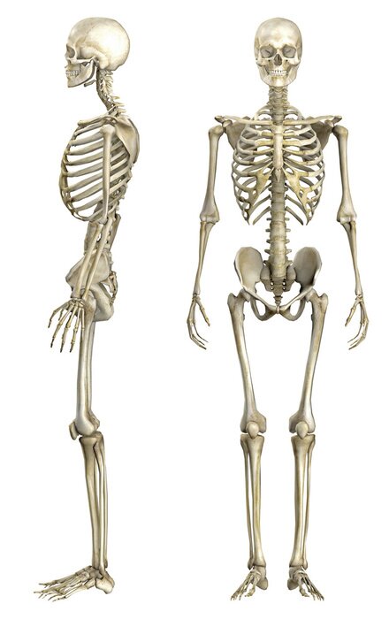 Fototapete Anatomie des menschlichen Skeletts